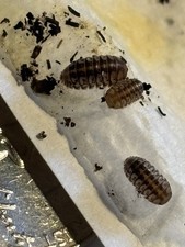 25 Venezillo Parvus Small Isopod Free 2 Day Shipping