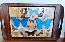 Antique Mahogany Marquetry Tray With Butterflies Under Glass 18 X 11