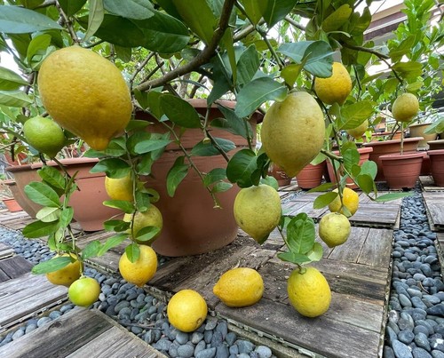Grafted Dwarf EUREKA Lemon Citrus Tree 26-30” Citrapot Ship UPS Overnight - Picture 5 of 9