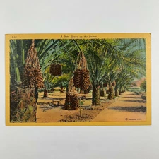 Postcard Flower Botanical Date Grove Desert 1940s Linen Unposted