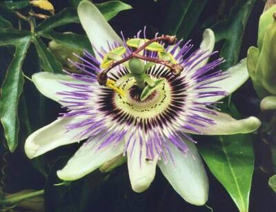 #ad #ad Variety of Passiflora Seeds Passionflower Maypop Passion Fruit Flower $2.84