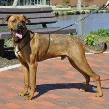 Coastal Holt Adjustable Dog Control Harness- Black