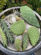 Lot Of 10 Varieties Random Pick Cactus Cuttings Bundle