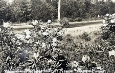 Vintage RPPC Postcard Olympic Highway Rhodendrons Washington Flower ELLIS 476