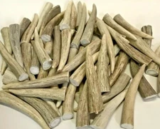 Deer/Elk Antler Tips - (12) Pack  2.5"- 3" Clean Toggles -perfect for Crafters!