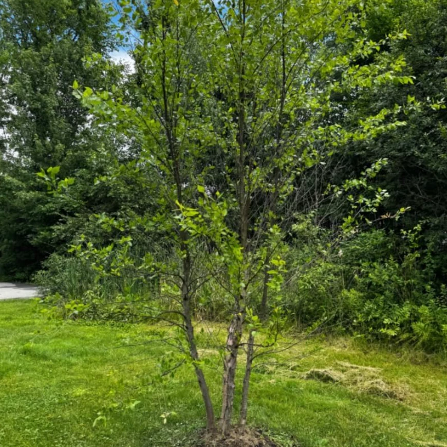 Abedul de río (grupo de varios tallos) - árbol vivo en maceta de cuarto de galón (12-18" de alto) Foto 2 de 4