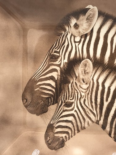 Dario Farrucci Designs 10 1/2" Square Dinner Plate Zebra Sepia Photo EUC - Picture 2 of 4