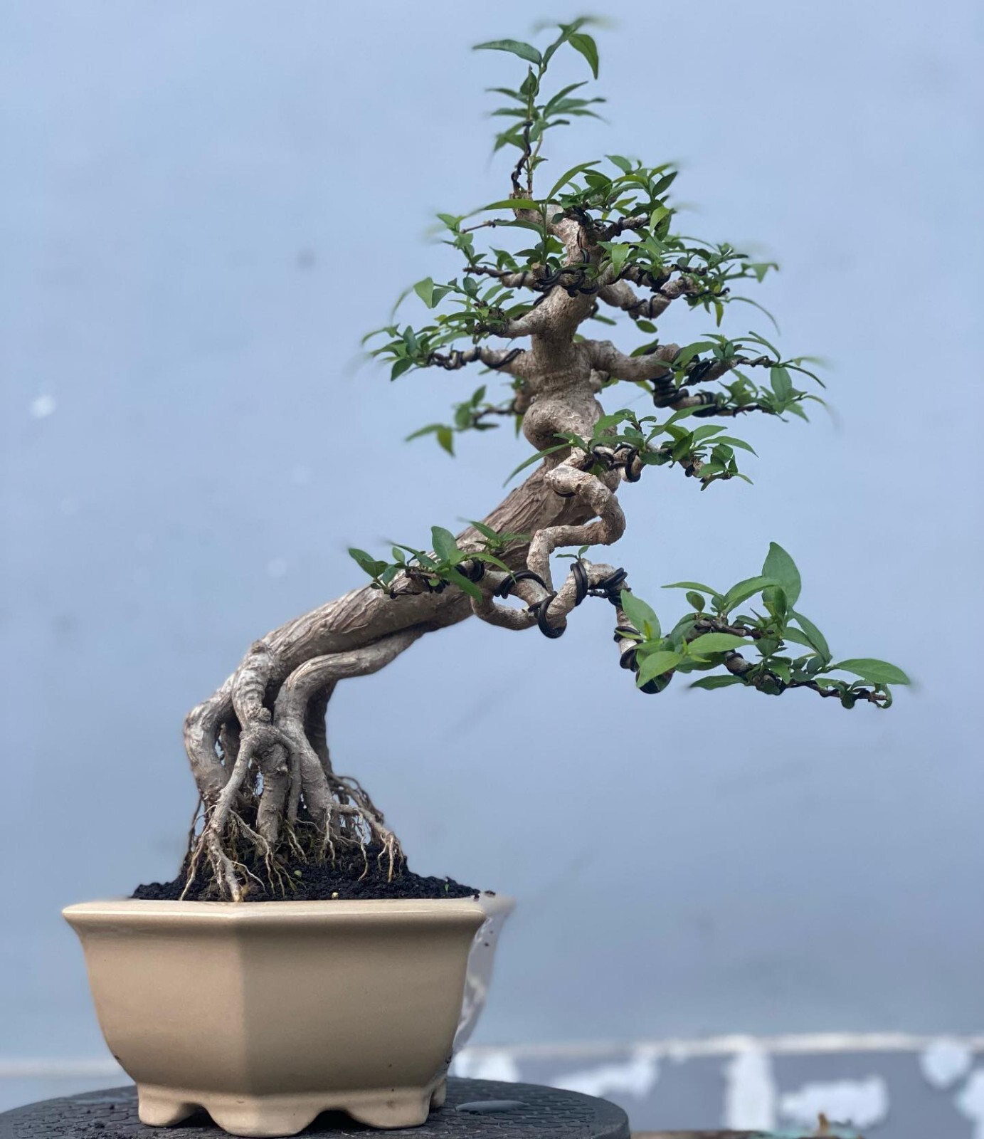 (Imagen real) Bonsai Wrightia religiosa Bonsai árbol + Phytosanitari gratis