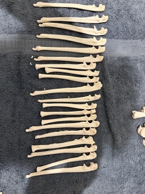 20 Real Raccoon Ulna