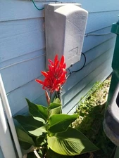 2 Tall Red Canna Tubers 3 or more eyes