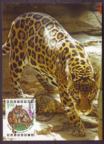 1992 Bulgaria Exotic Predators - Puma, Jaguar, Löwe, Tiger, Gepard...6х Maxicards - Bild 6 von 7