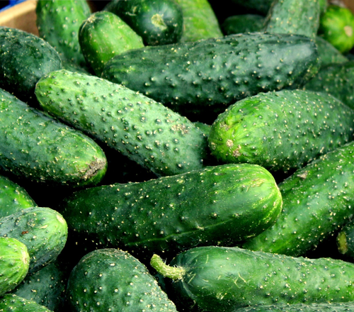 Cucumber poinsett 76 /green gem 15+ Seeds Heirloom VEG Spring Summer - Picture 2 of 2