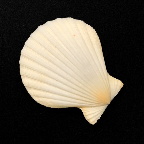 Flat Ribbed Scallop Sea Shell PAIR Decatopecten Radula Natural Collectible Shell - Picture 4 of 10