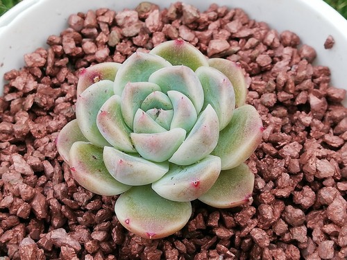 Rumengling 10cm pot Echeveria succulent 20% price - Bild 3 von 10