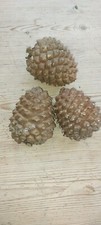 Large Pine Cones 12cm For Craft Display Decorative