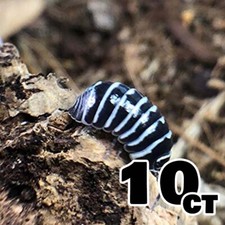 10 Zebra Isopods Armadillidium maculatum Bioactive Starter Colony