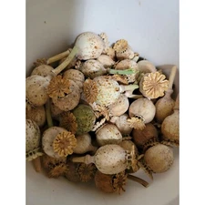 Lilac Pink Ruffled Peony Bread Poppy Seeds For Garden SEEDS