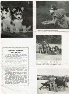 siberian husky kennel