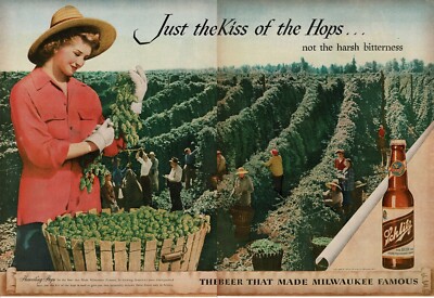 1946 Schlitz Beer Pretty Woman harvesting hops 2-page Vintage Print Ad