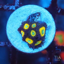WWC Yellow Submarine Zoanthids - NOT WYSIWG | Live Softies Coral