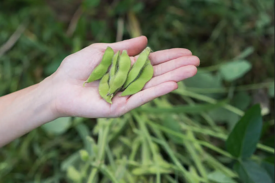 BeSweet Edamame Soy Bean Seeds – USA Non-GMO, Easy To Grow Veggie Seeds For Home Gardeners 8 thumbnail image