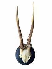 Roe Deer Trophy Black Forest Antlers 112