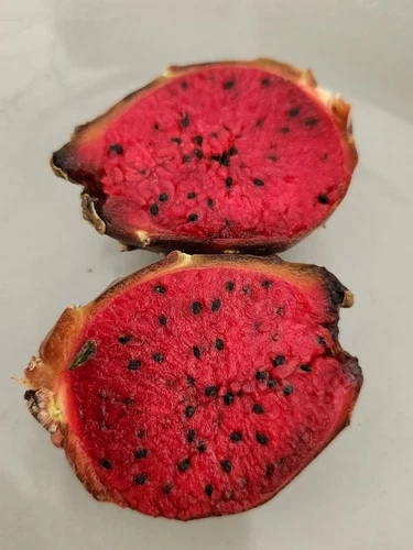 50 Seeds Red Pitaya Stenocereus queretaroensis Cactus