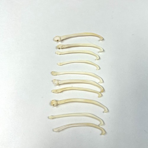 Lot Of 10 Mink Baculum Penis Bone Taxidermy Odd Real Cleaned Craft Art #3479