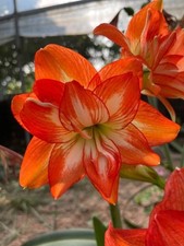 Image of Imported Amaryllis Lily Orange Color Flower Bulbs For Gardening Pack Of 2