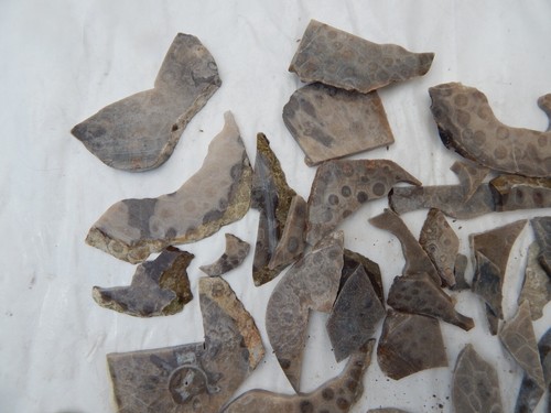 Petoskey Stones 2lbs Cut/Slab Unpolished - Picture 9 of 12