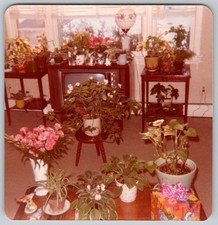 Vtg Color Snapshot Living Room Plants Houseplants Flowers Vintage Television