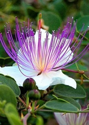 Capparis spinosa 100 Samen (Kaperpflanze) - mediterraner Strauch - essbare Knospen