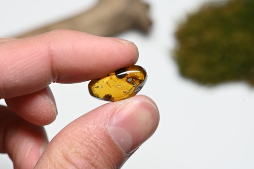 Movable Enhydro Water bubble - Fossil Insect Inclusion in Burmese Amber - 第 7/10 張圖片