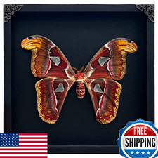 Real Atlas Moth Butterfly Taxidermy in Black Frame Shadow Box - Insect Specimen