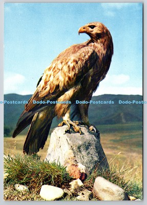 D318566 Steinadler. Aquila chrysaetos. J. Arthur Dixon. Farbfoto. Nat