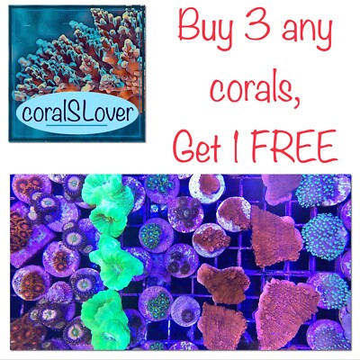 live coral Aussie Hulk Acan Lord LPS Coral by 