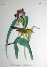 Audubon 1st ed Octavo   SMALL HEADED FLYCATCHER  Birds of America  1841 original