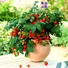 3x Tomato Cherry Maskotka –Dwarf Tomato Variety Plug Plants READY NOW –x3 Plants