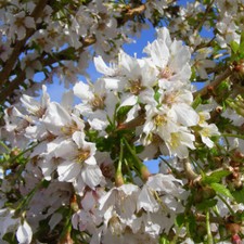 Prunus Cherry Blossom Tree 'Kojo-No-Mai' Hardy Garden Shrub 3.6L or 10L Pots T&M