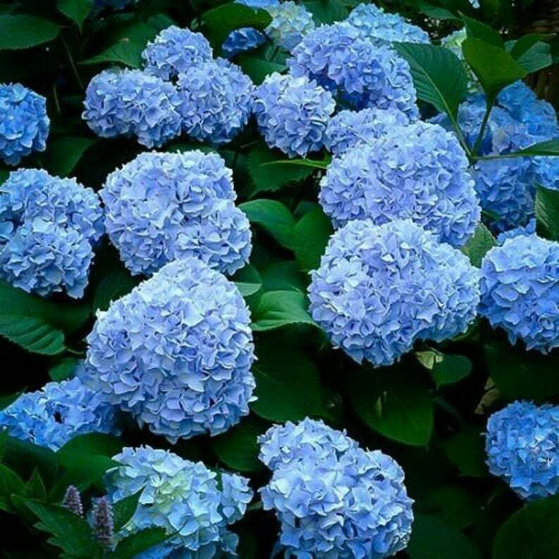 Deep Sky Blue Hydrangea Cuttings 6 Inch Long From 57 Year Old Heirloom Bush
