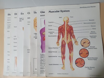 Vintage Human Anatomy Posters McDonald Publishing/ Lot Of 7