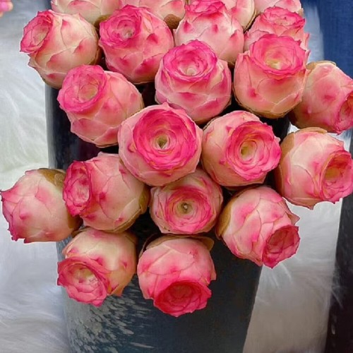 500 Stück/Packung Bergrose Fleischsamen Topfblumensamen auf Indoor Balk☆ - Bild 15 von 19