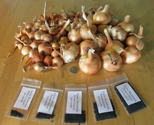 Green Mountain Potato Onion Seeds and Bulbs ~ Organic Multiplier Onions