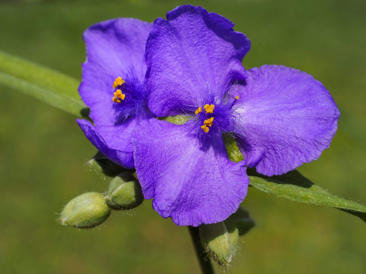 100 Purple OHIO SPIDERWORT (Widows Tears / Bluejacket
