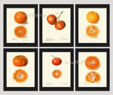 Orange Fruit Print Set of 6 Home Decor Wall Art Beautiful Botanical Unframed