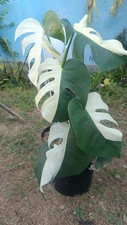 Real Picture Monstera Albo Halfmoon Variegated Perform Medium Size