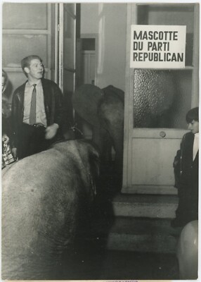 Zwei Elefanten Maskottchen der Republikanischen Partei in den US-Botschaften in Paris.