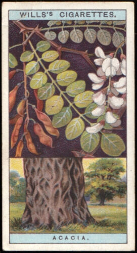 Cigarette Card - Wills - Flowering Trees & Shrubs #02 Acacia *S238* - Picture 1 of 2
