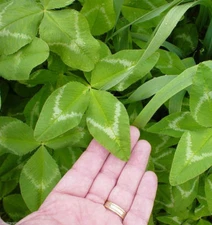 Apache Arrowleaf Clover Seed