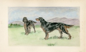 GORDON SETTER DOGS 1897 HAND COLOURED ANTIQUE DOG PRINT by ARTIST ARTHUR WARDLE